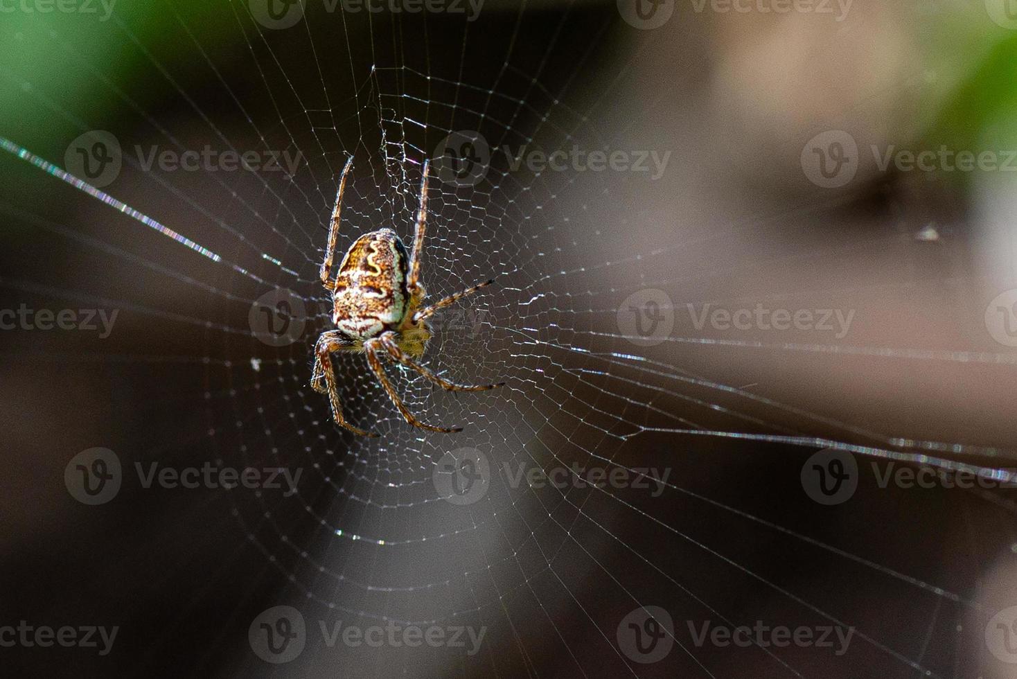 spin en zijn spinnenweb foto