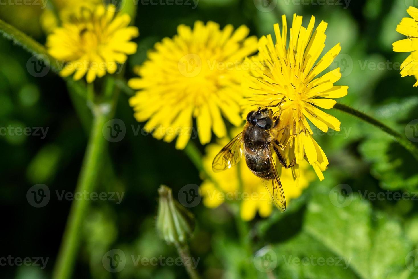 vlinder op de bloem foto