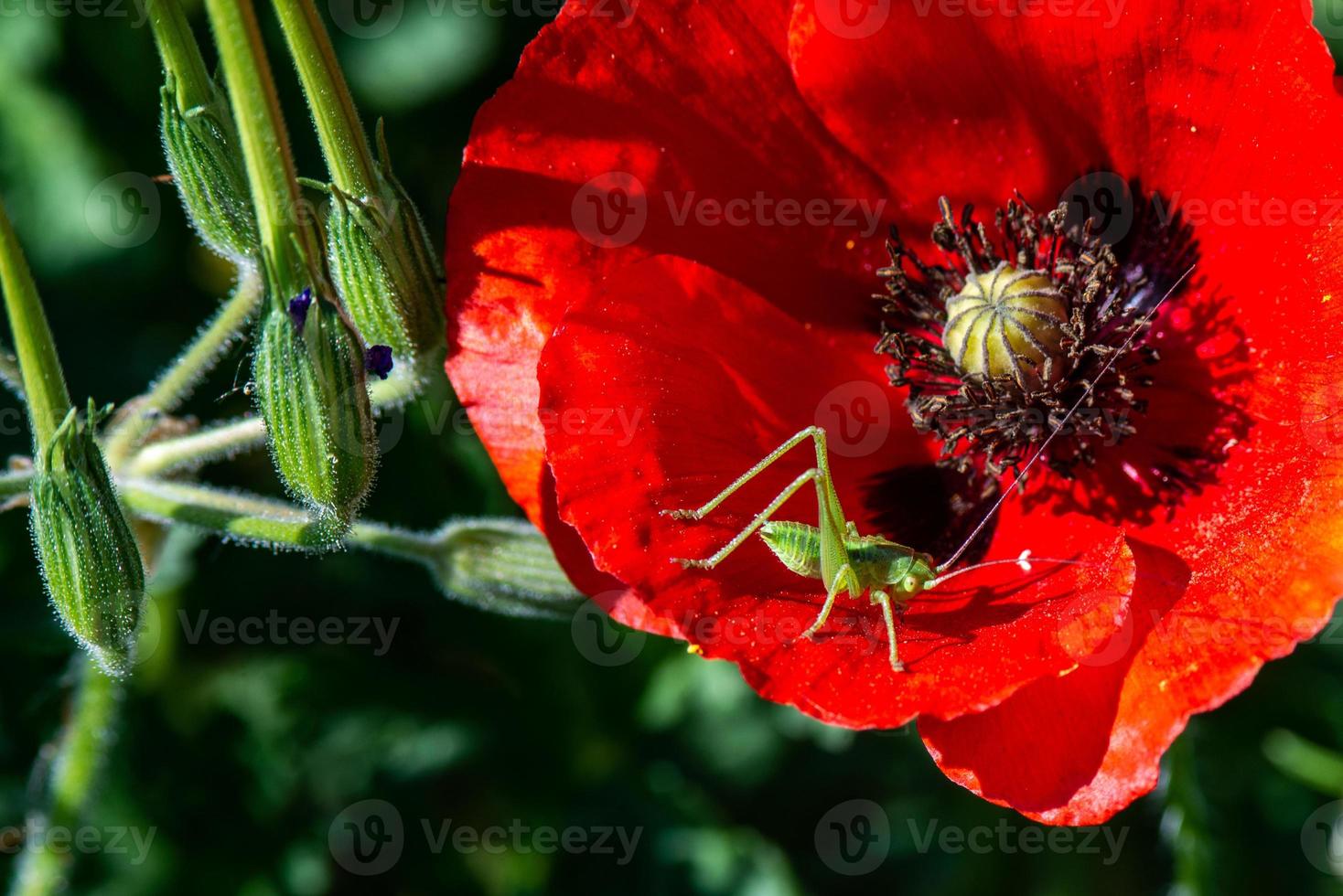 klaprozen en krekels foto