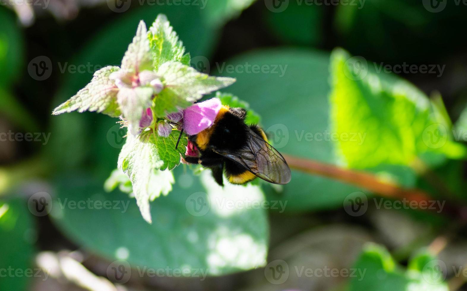 bij op de bloem foto