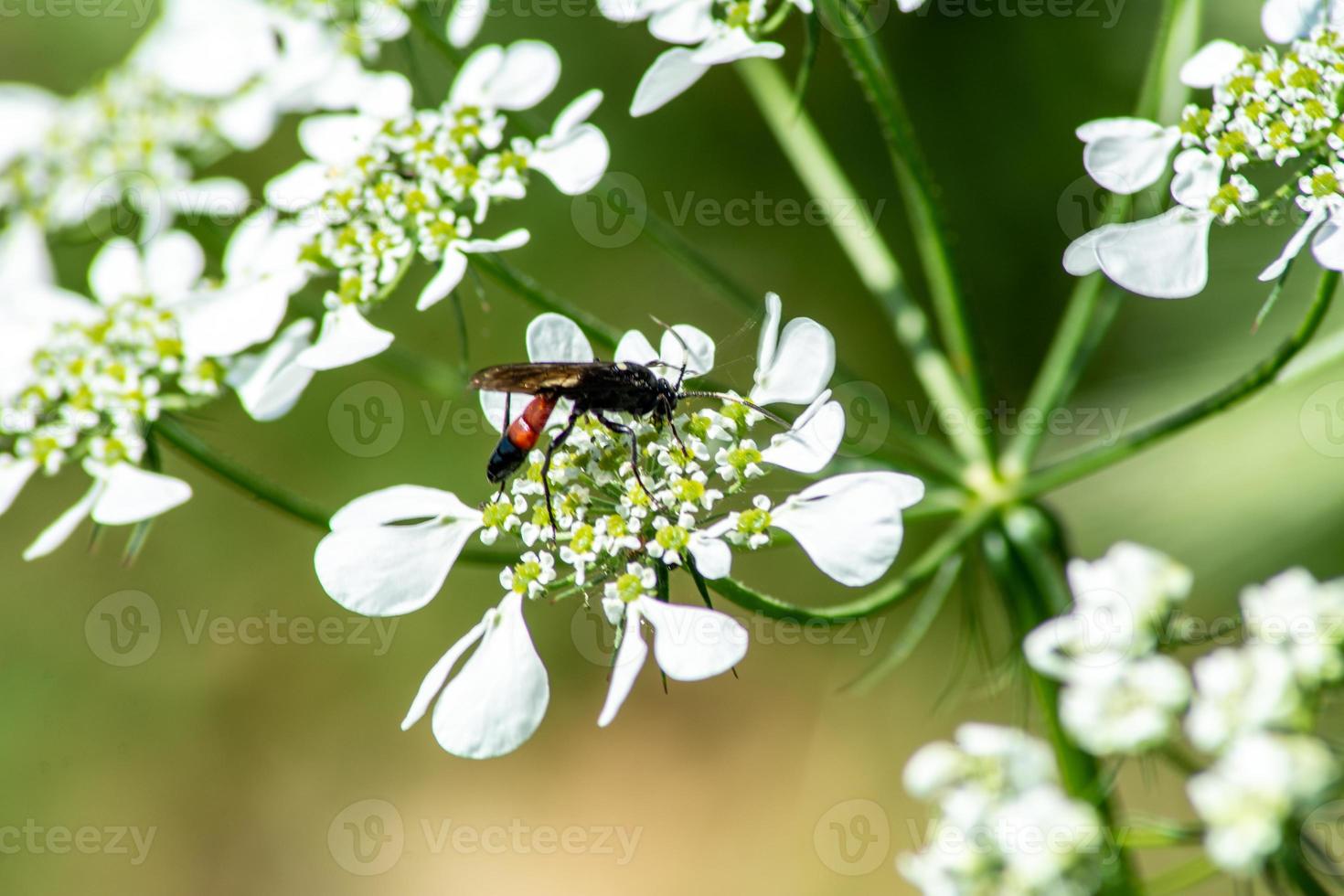 insecten op bloemen foto