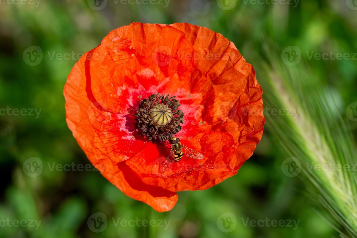 tijger gestreepte vlieg foto