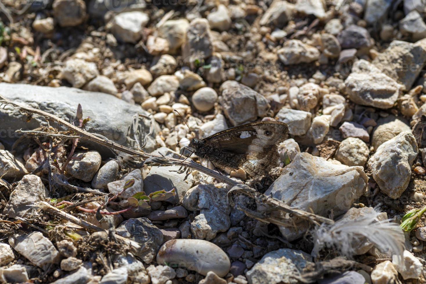 hipparchia semele vlinder die op de grond rust foto