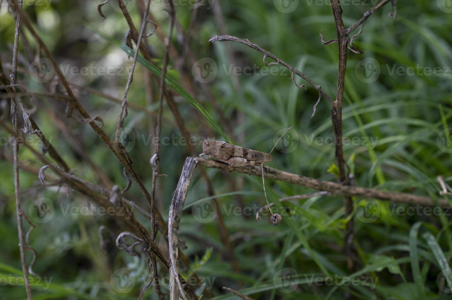een oedipoda caerulescens op vegetatie foto