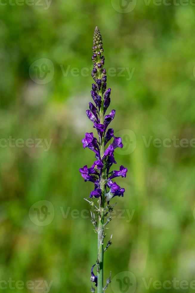 de paarse linaria foto