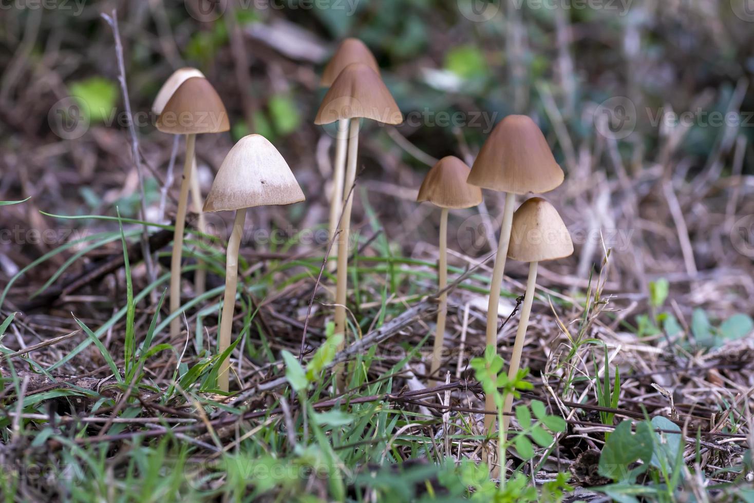 wilde paddenstoelenfamilie geboren in een bos foto