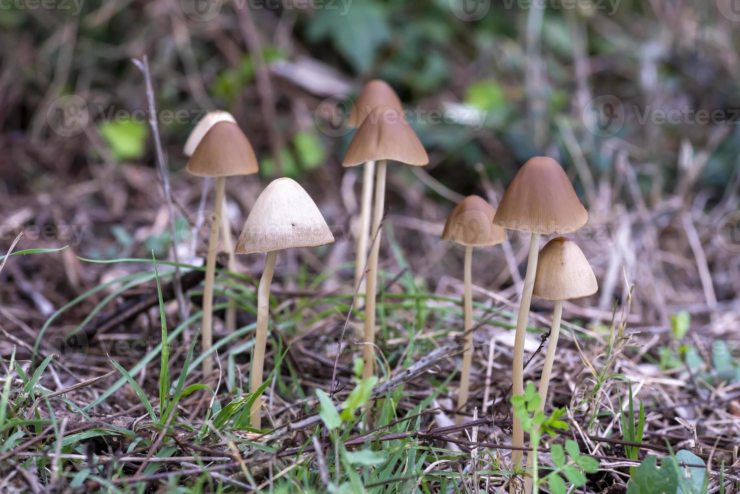 wilde paddenstoelenfamilie geboren in een bos foto