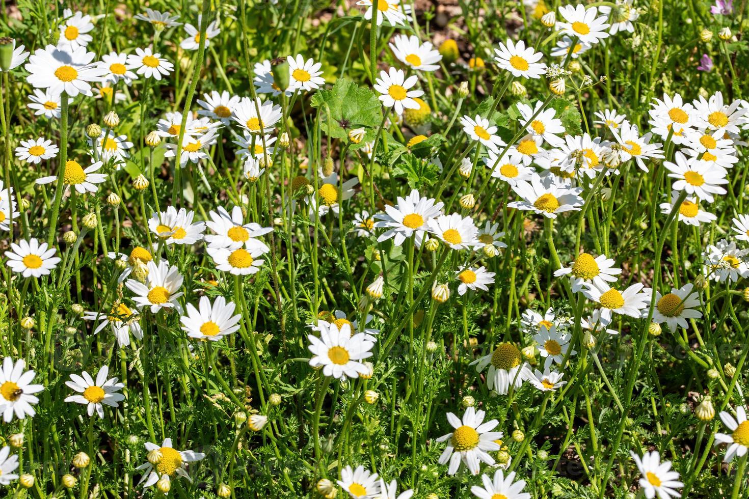 madeliefjesbloem voor de bereiding van de infusie van kamille foto