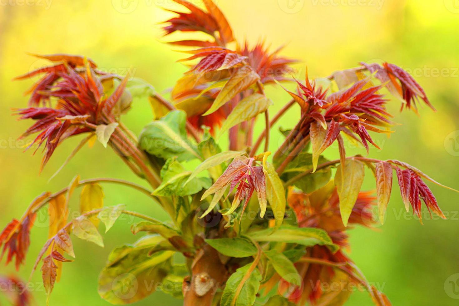 kleuren van de natuur foto