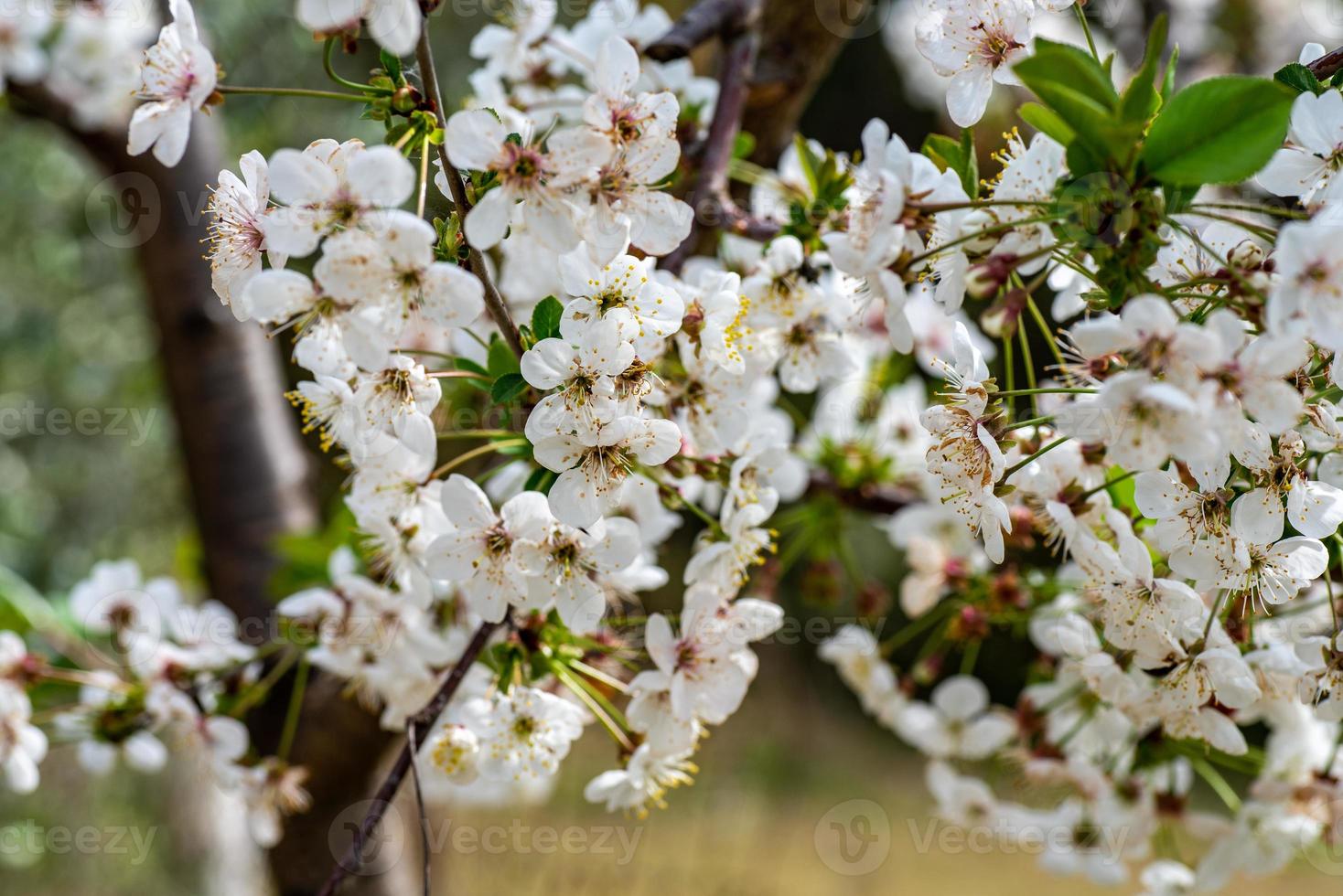 de fruitboom fruit foto