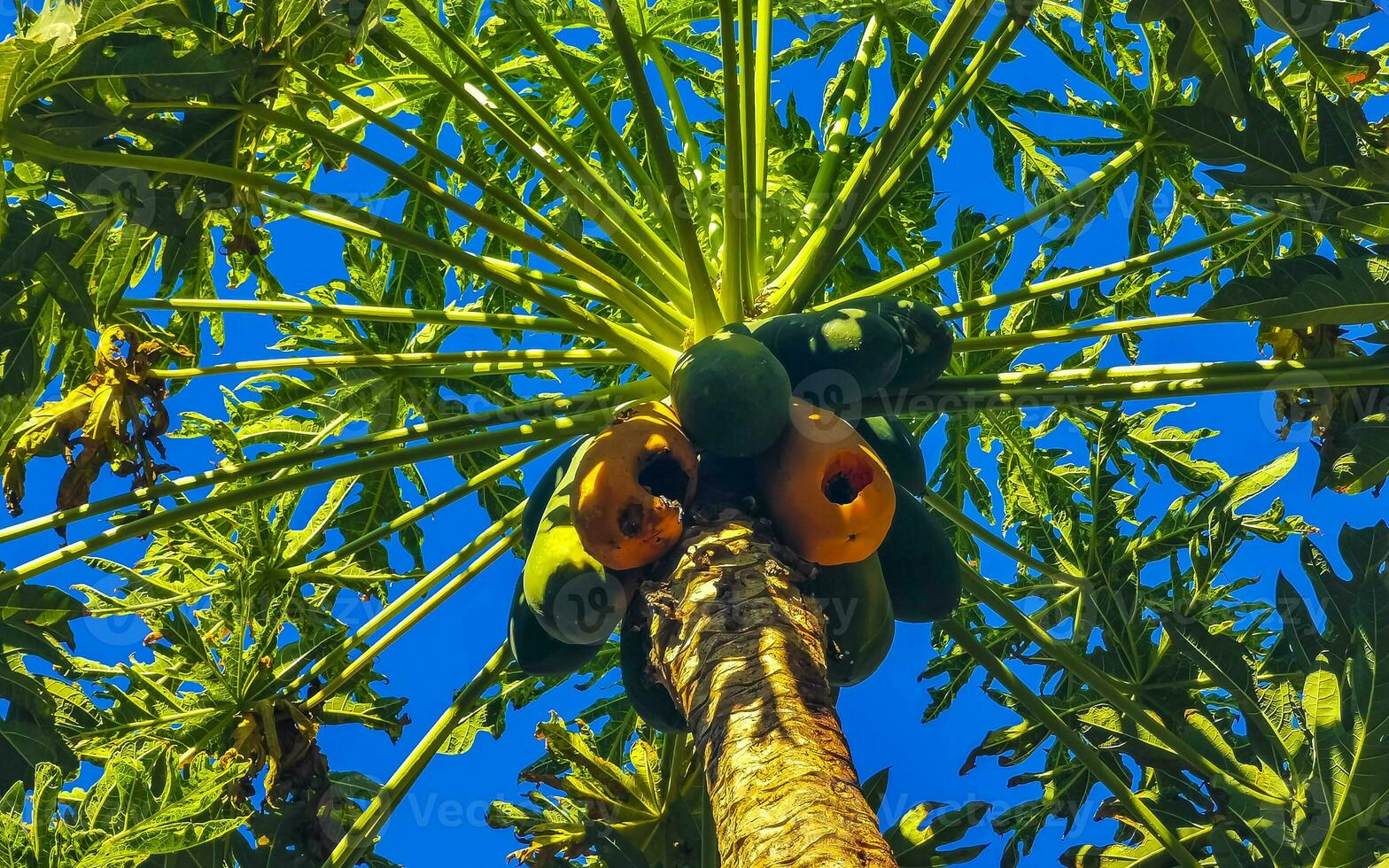 mooi papaja boom in tropisch natuur in puerto escondido Mexico. foto