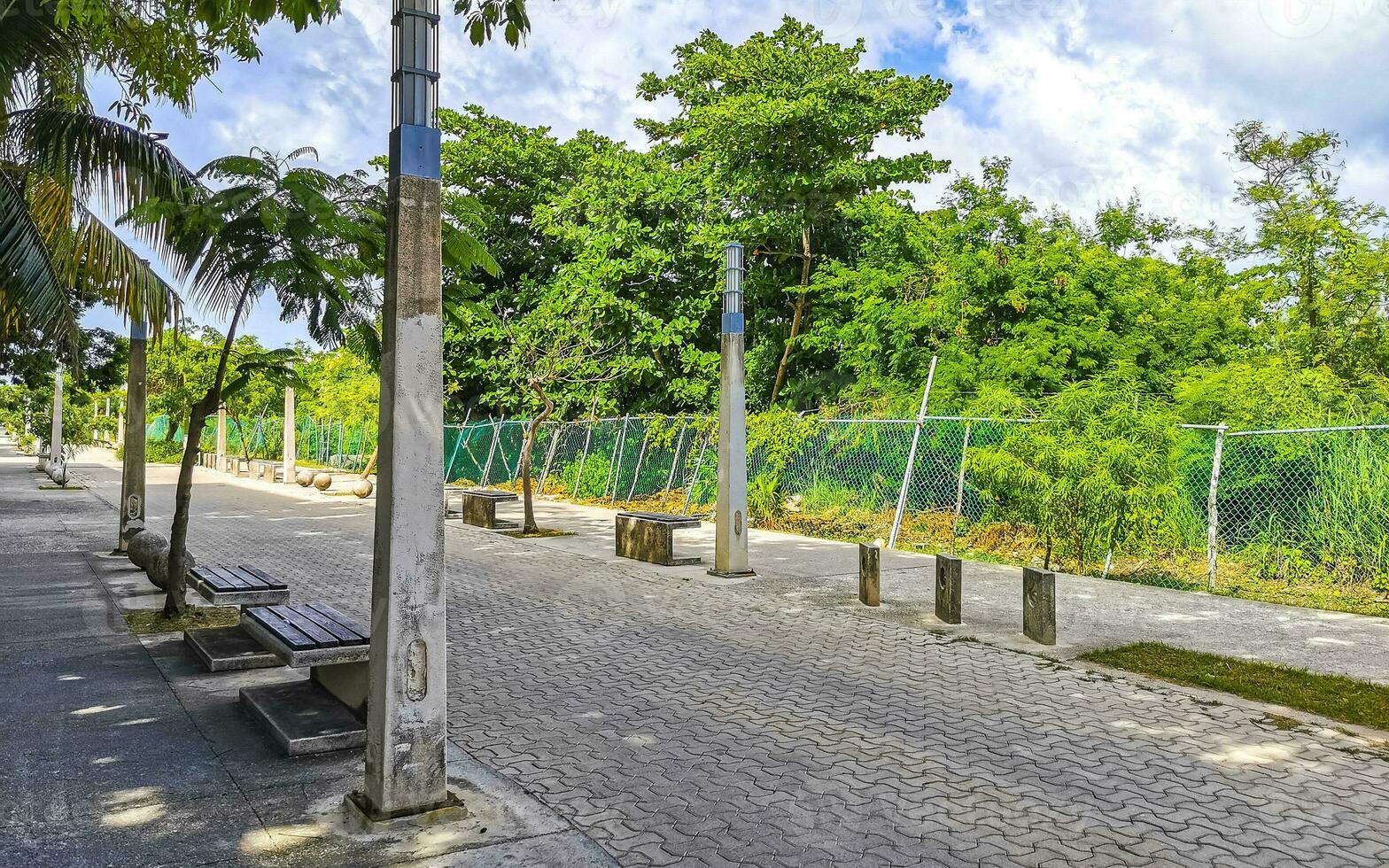 tropisch natuur planten palmen bomen Aan trottoir playa del carmen. foto