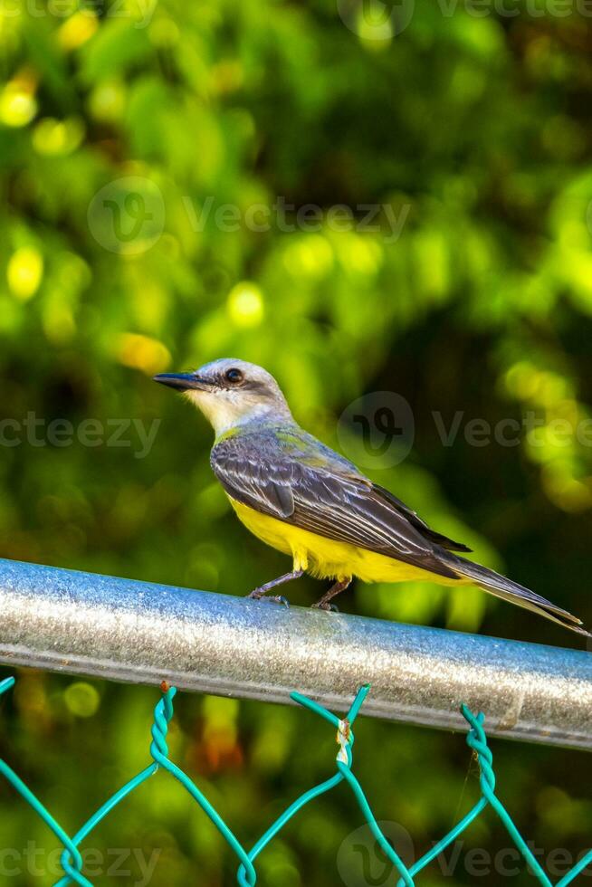 mooi caraïben tropisch geel vogel sociaal vliegenvanger in Mexico. foto