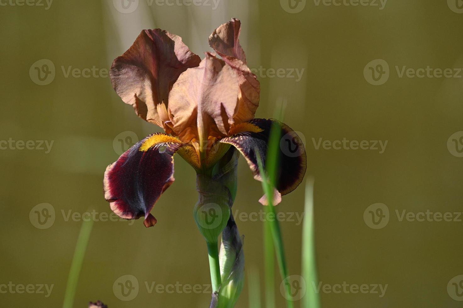 een bruine iris foto