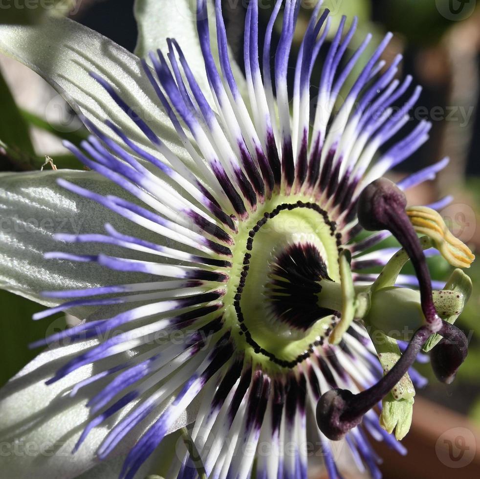 een grote en bonte passiebloem foto