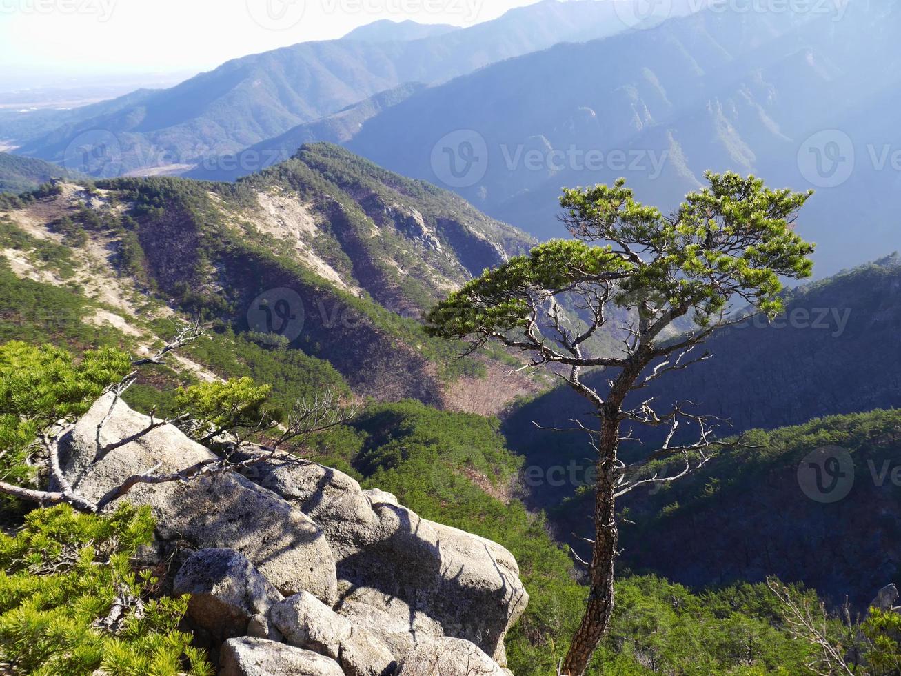 bergpijnboom en het geweldige uitzicht op de Koreaanse bergen Seoraksaneo foto