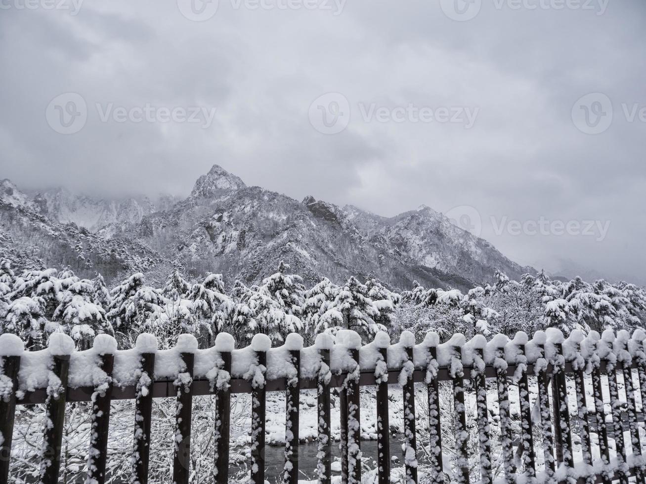 dennenbos onder de sneeuw en grote bergen op de achtergrond. Seoraksan Nationaal Park, Zuid-Korea. winter 2018 foto