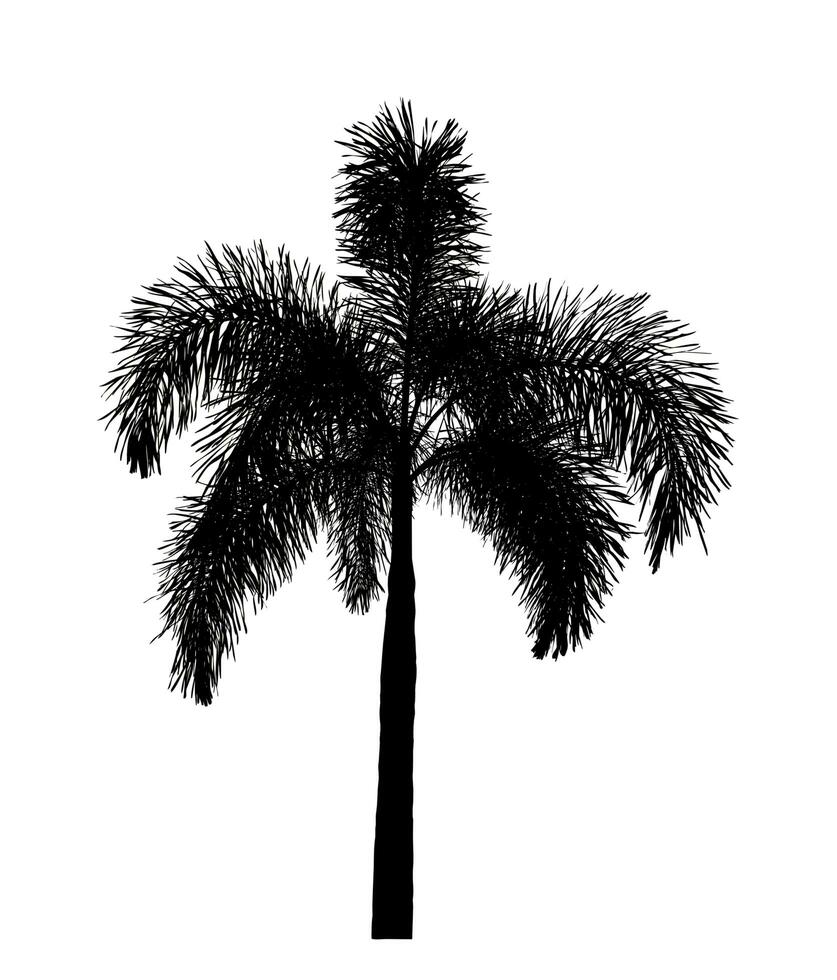 silhouet palm boom borstel ontwerp Aan wit achtergrond, illustraties borstel borstel van echt boom met knipsel pad en alpha kanaal foto