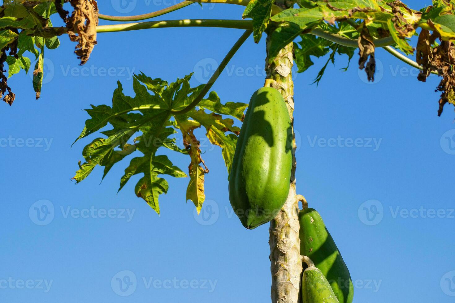 detailopname van vers papaja's hangende Aan boom met mooi blauw lucht achtergrond foto