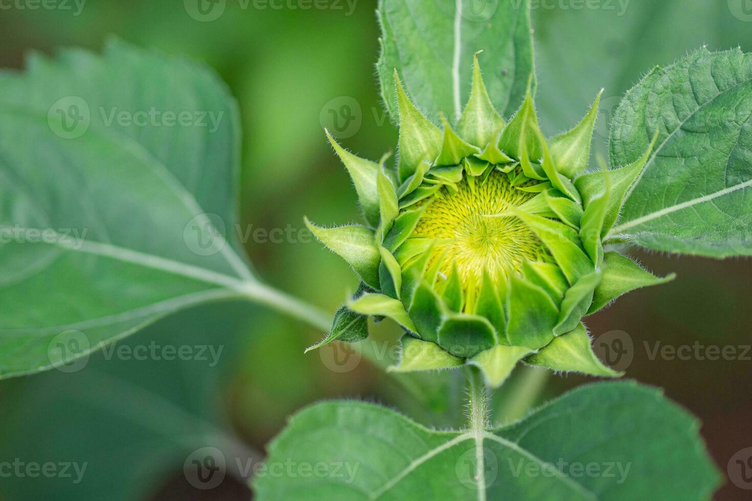 detailopname van groen jong zonnebloem knop voordat bloeiend met natuur achtergrond foto