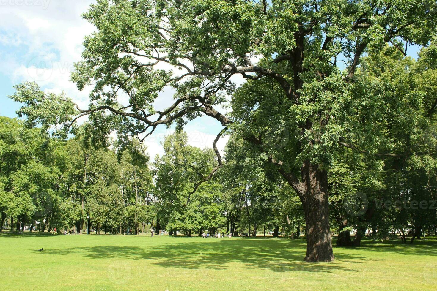 oud eik boom groeit in de park foto