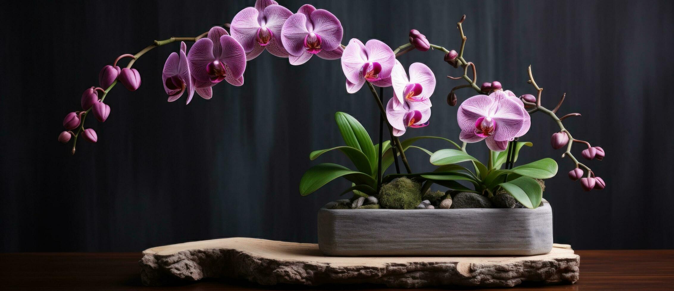 roze orchidee bloemen Aan donker achtergrond foto