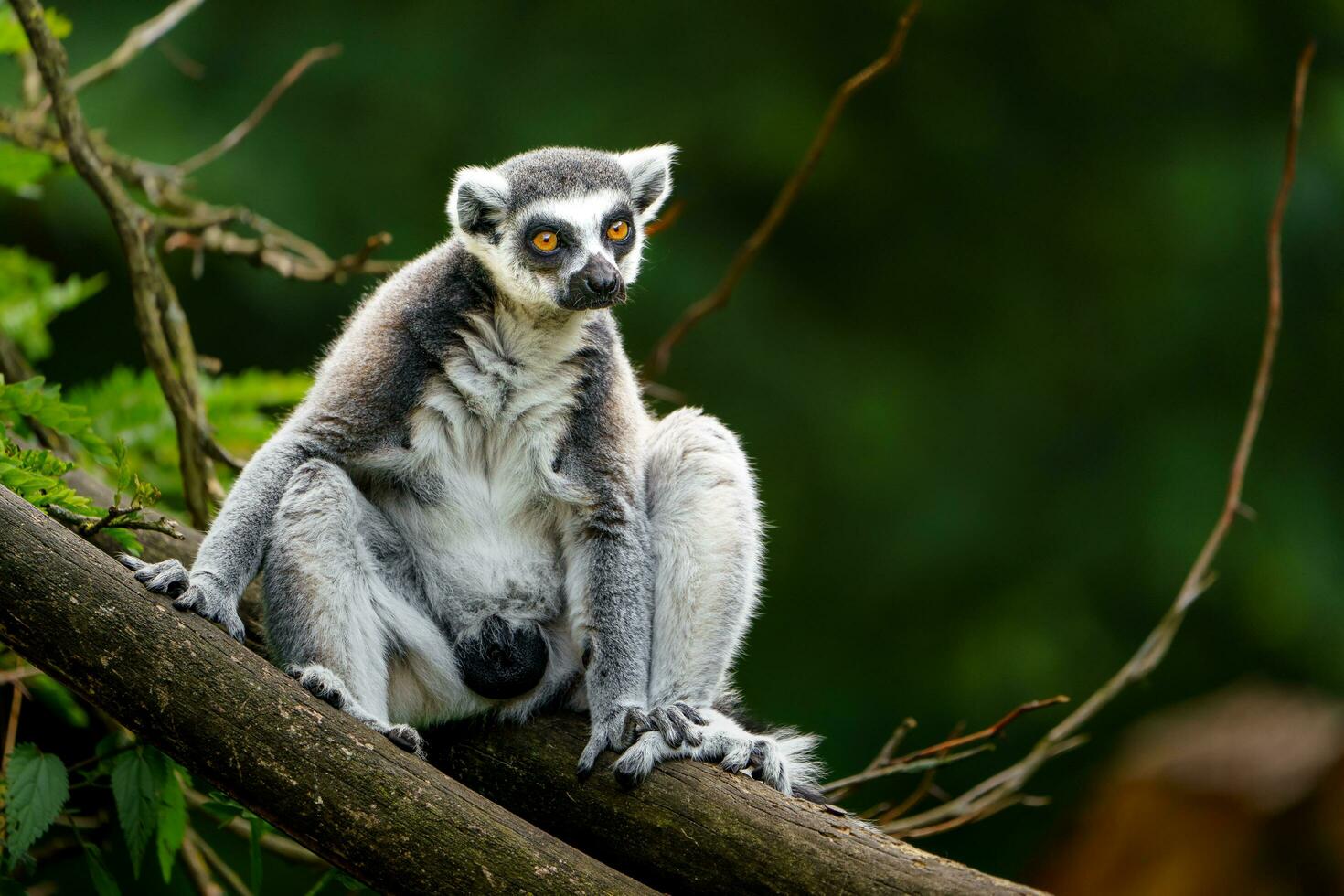 portret van ring staart lemur foto