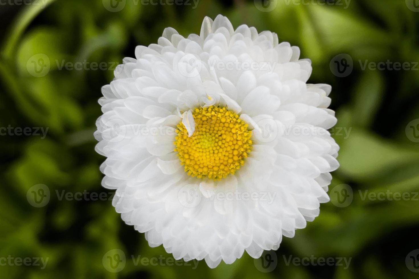 mooie margriet margriet met een beetje roze, inclusief uitknippad foto