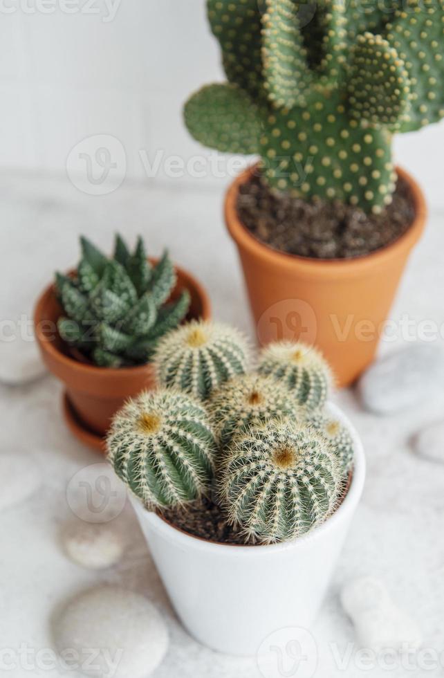 cactussen en vetplanten in potten op tafel foto