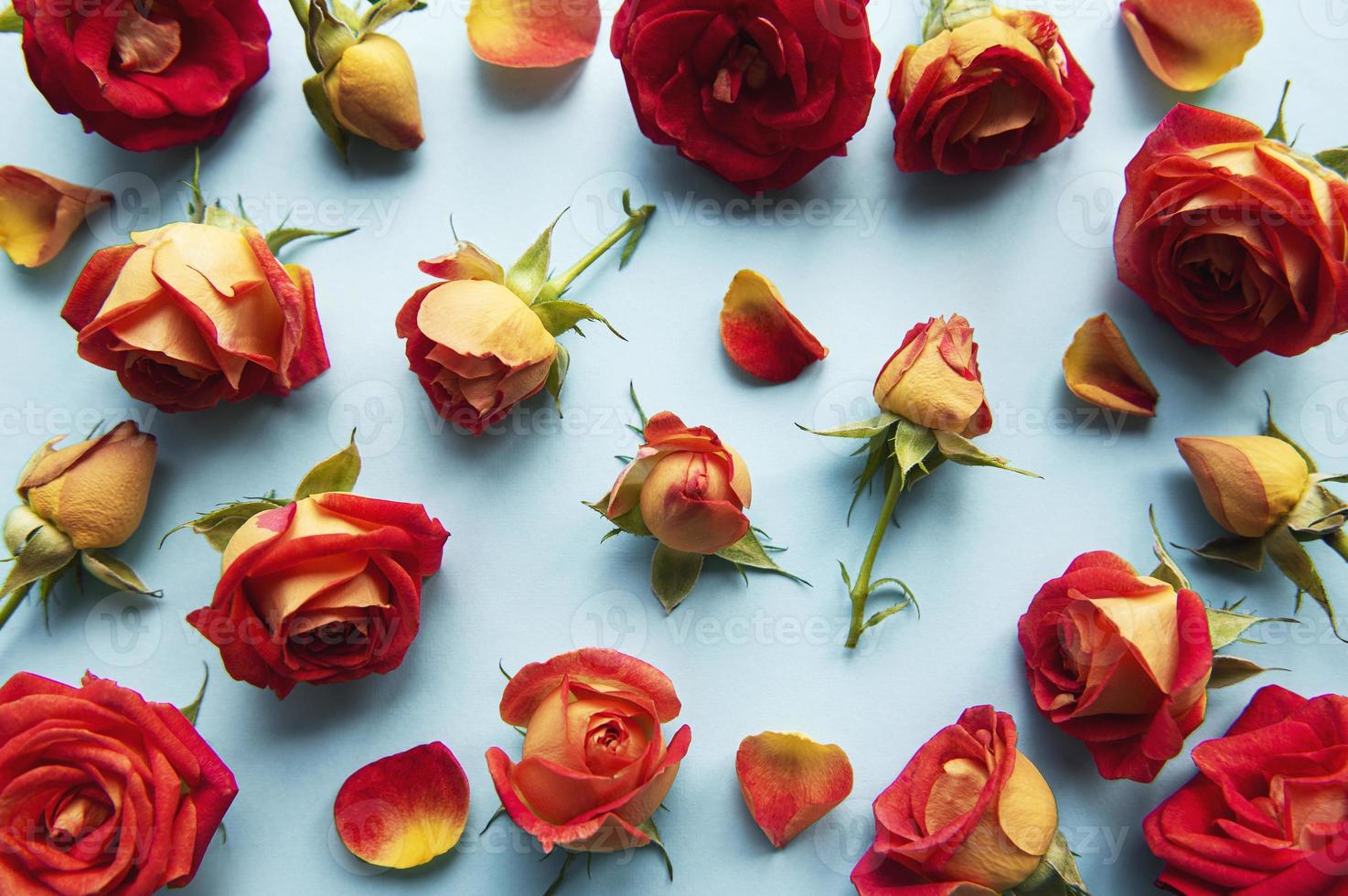 bloemen samenstelling. frame gemaakt van rode rozen en bladeren op blauwe achtergrond foto