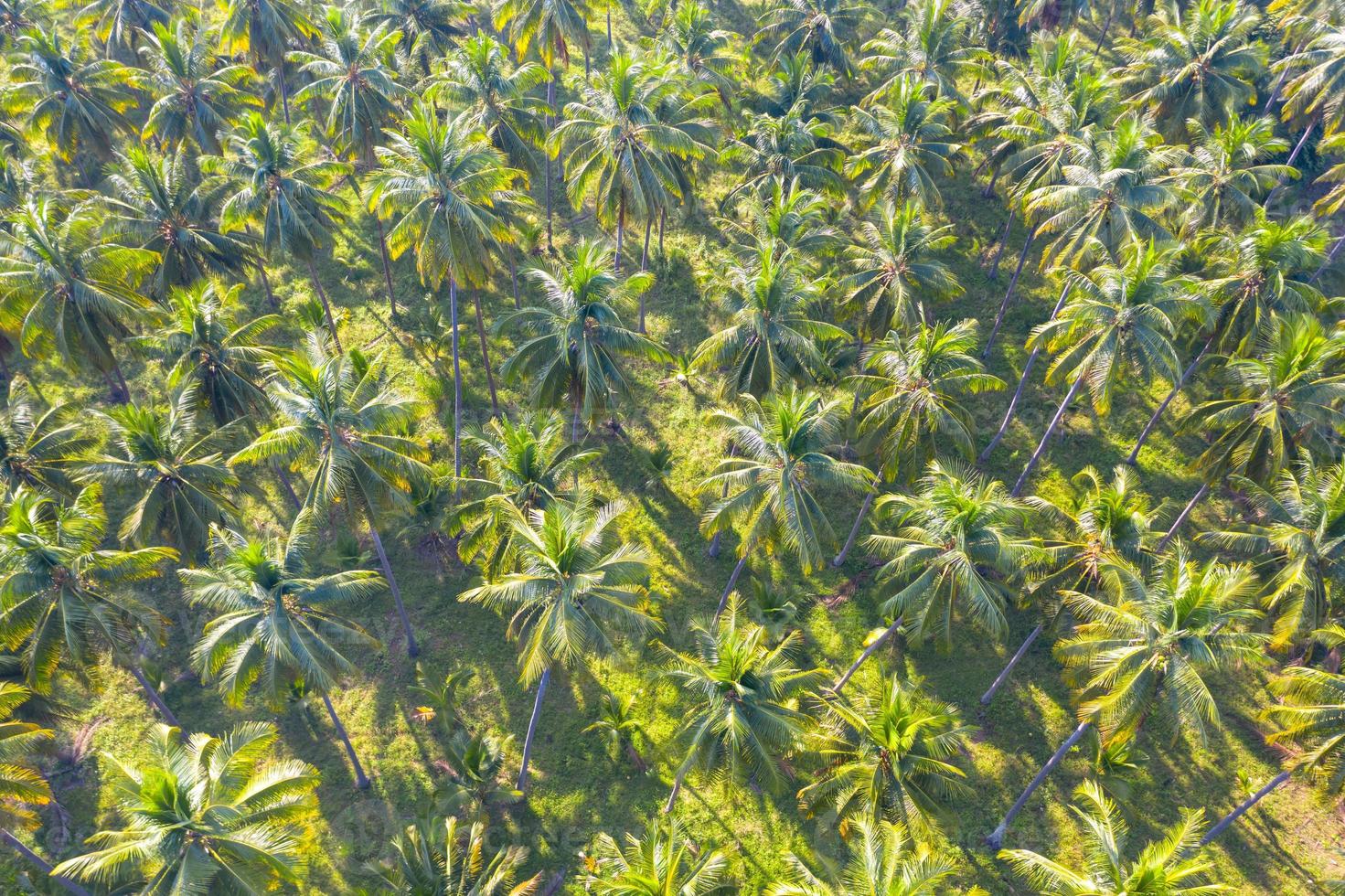 kokosnootplantage groene veld landbouwindustrie landbouw in thailand foto