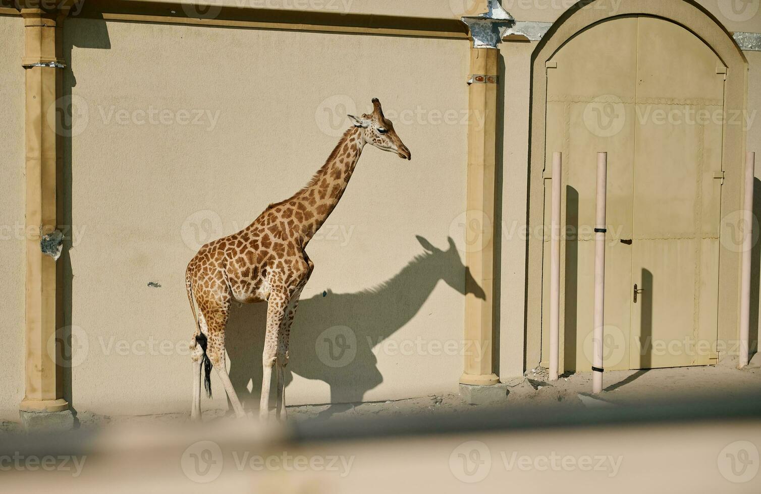 wild Afrikaanse dier - een giraffe in de dierentuin. foto