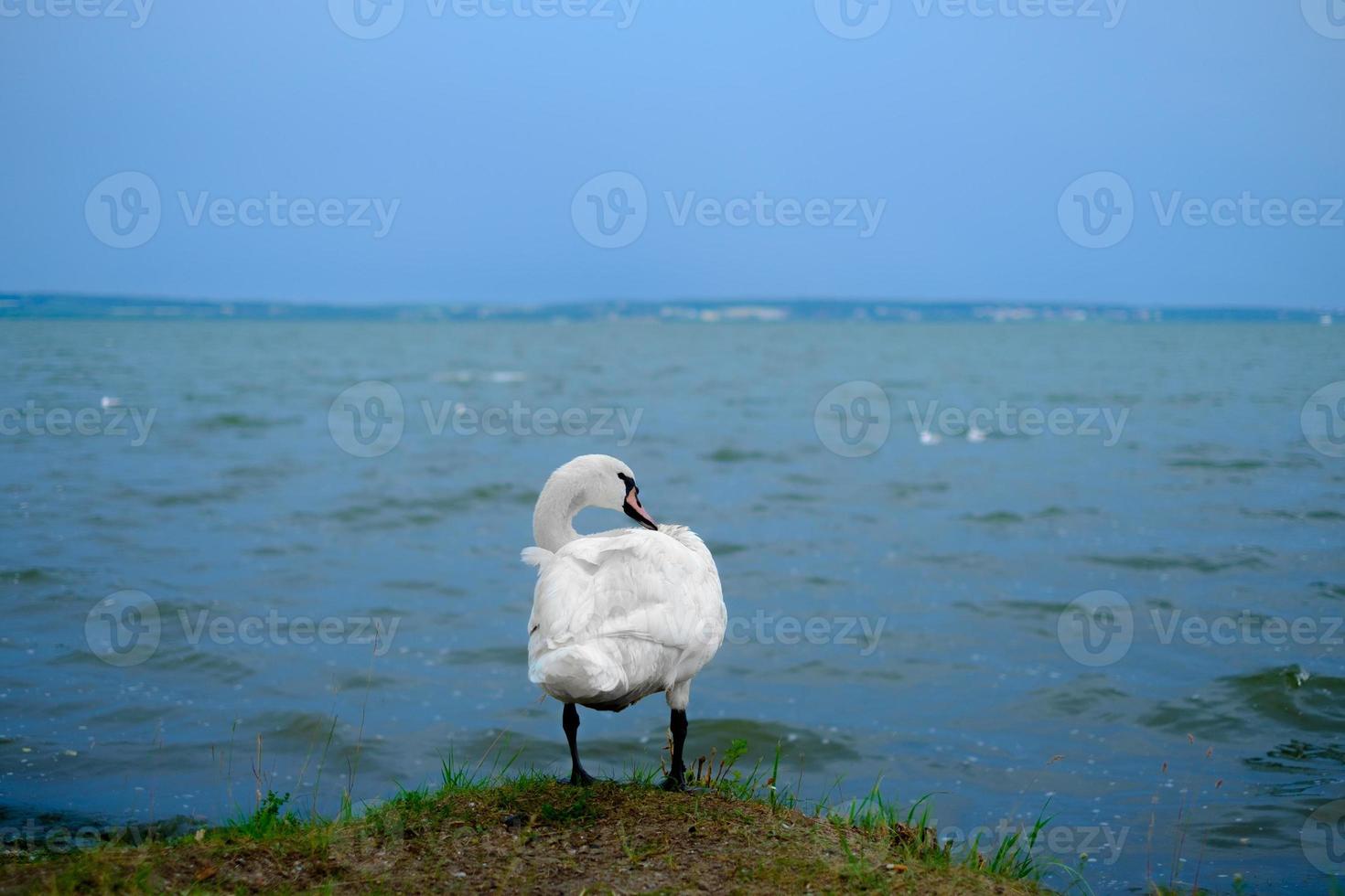 witte zwaan die op zee staat foto