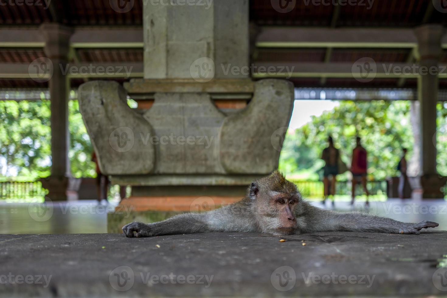 aap in het apenbos van Ubud foto