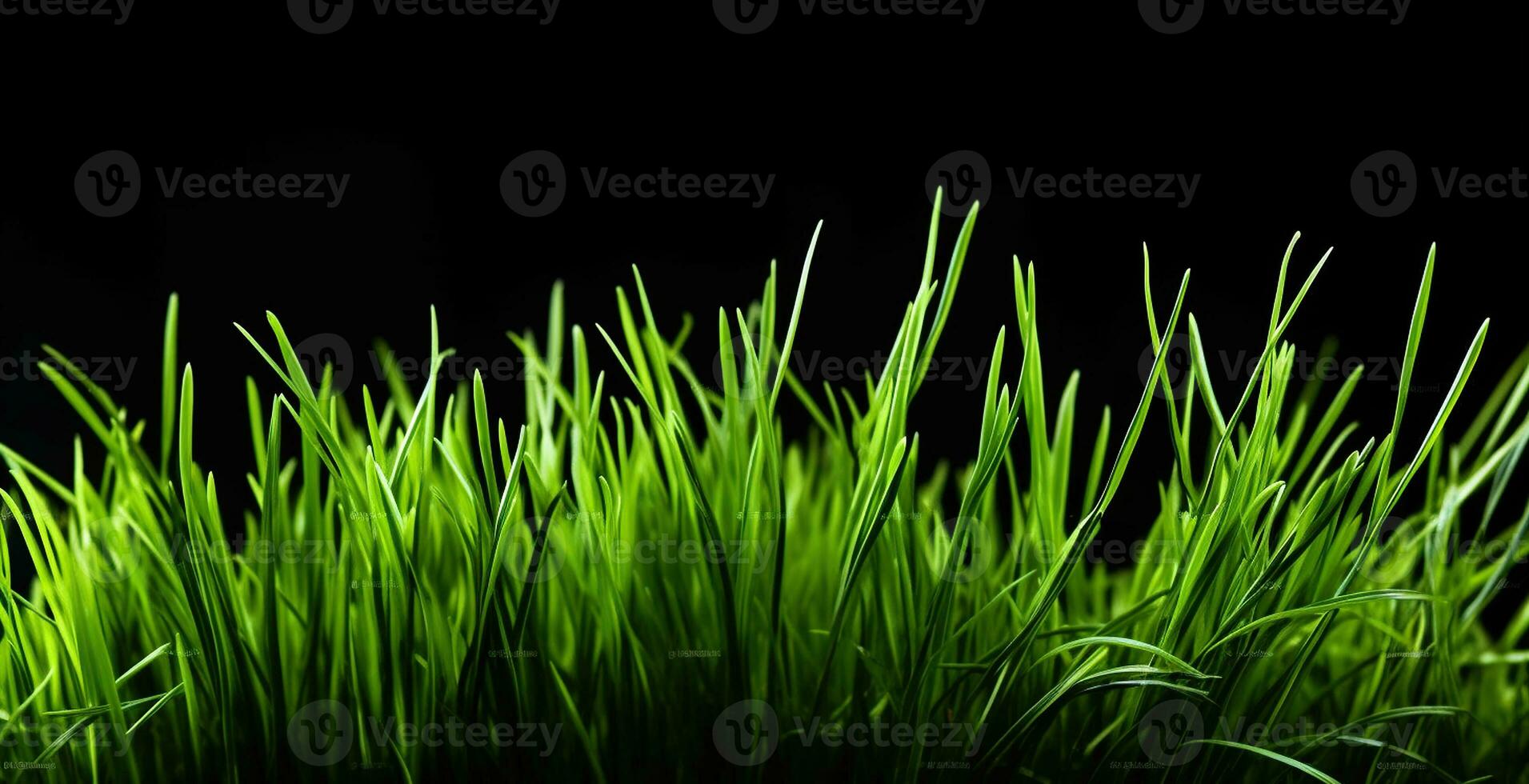 omarmen de belofte van versheid met spruiten van groen tarwe gras Aan zwart achtergrond. generatief ai foto
