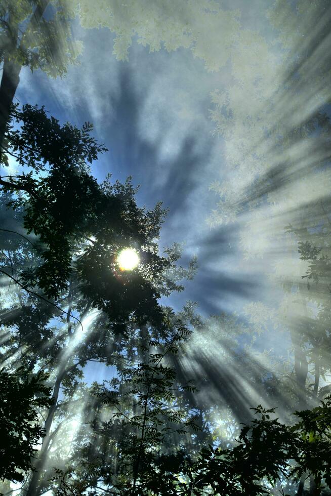 zonnestralen in de Woud foto