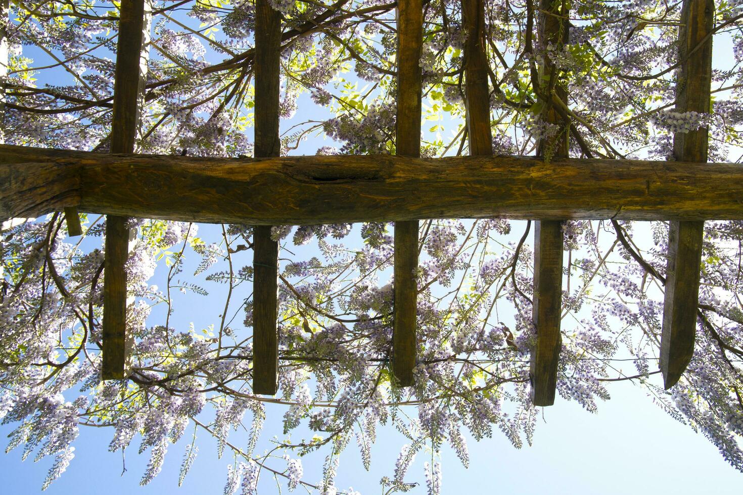 de bloem van blauweregen foto