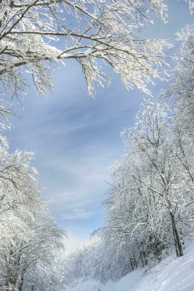 besneeuwd Woud Aan een zonnig dag foto