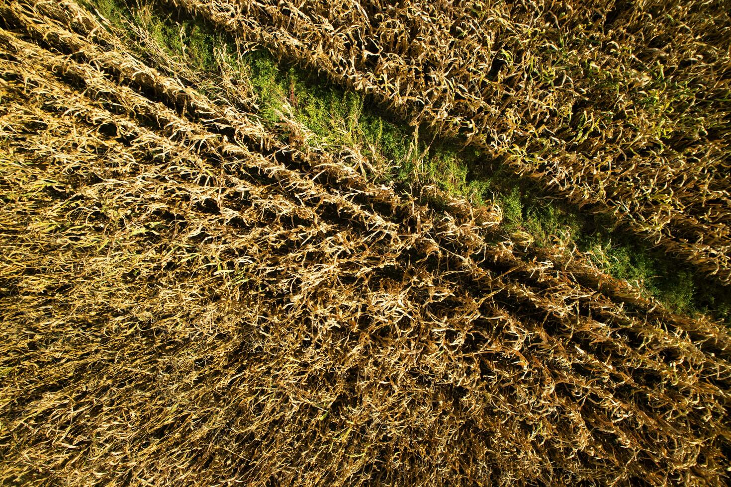 weergave van een tarweveld foto