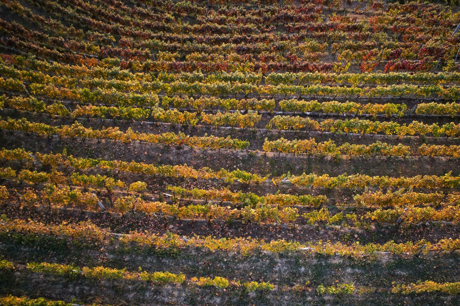 wijngaard in de herfst foto