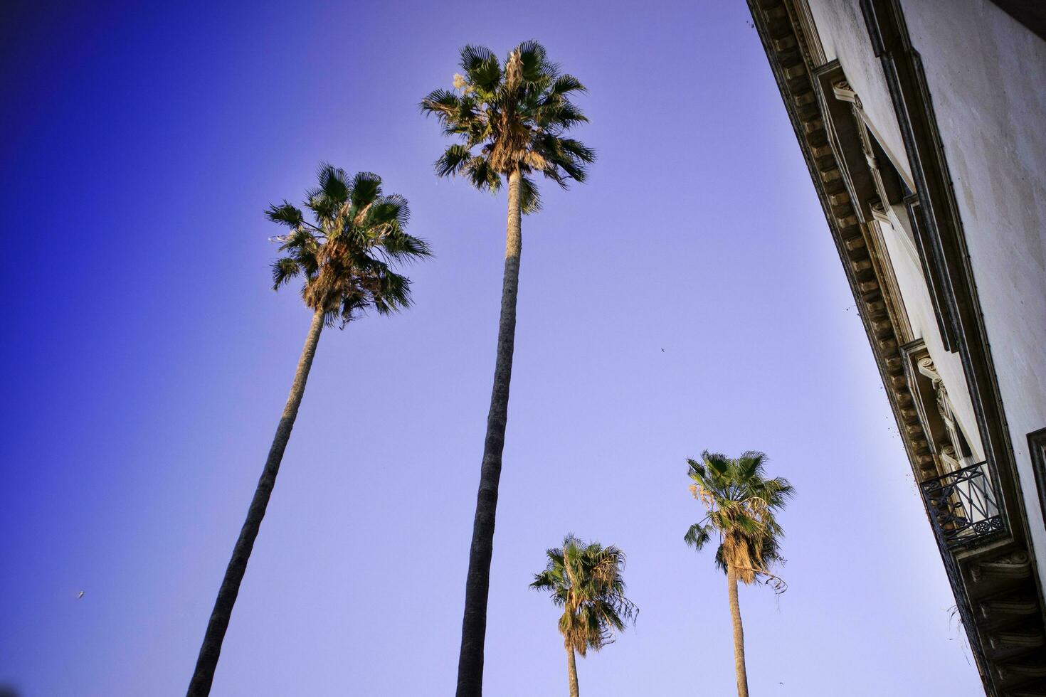 vier hoog palmen foto