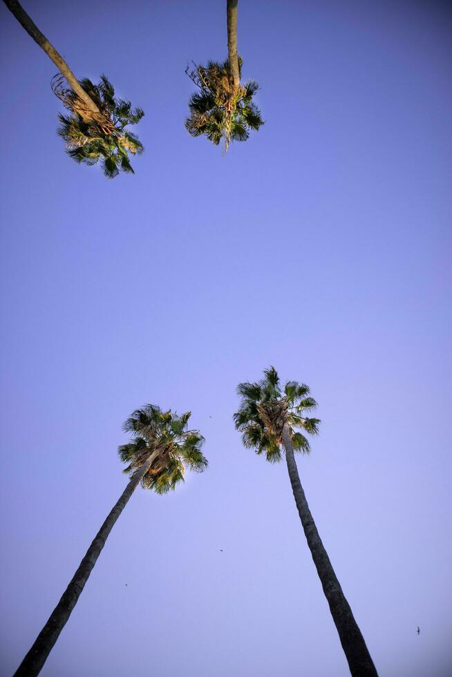 vier hoog palmen foto