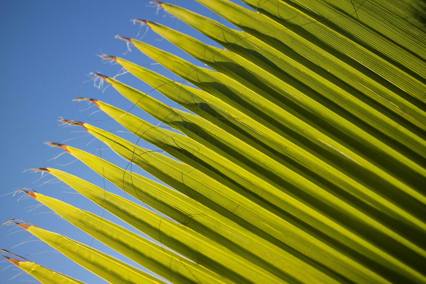 details van de palm blad foto