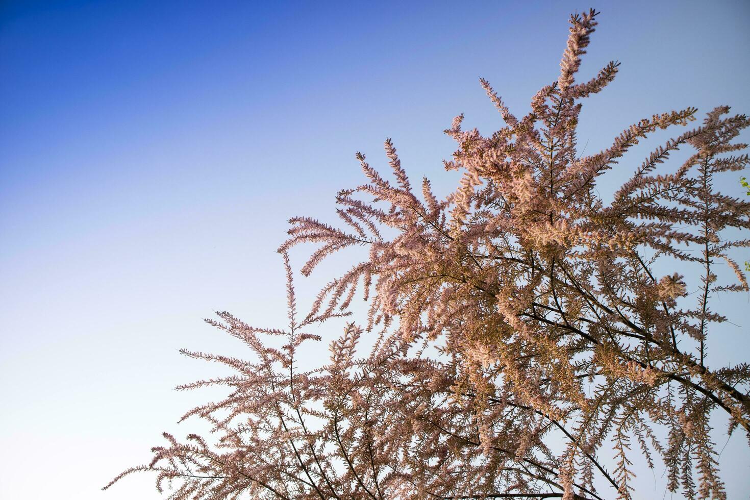 de tameriek bloem met klein bloemen foto