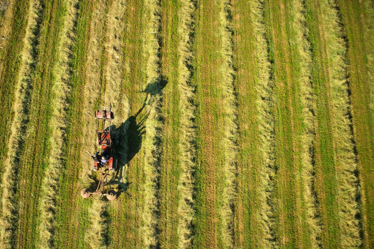 droog de hooi in de Open veld- foto