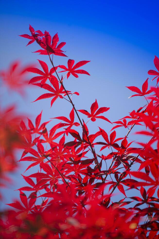 de bladeren van rood esdoorn- foto