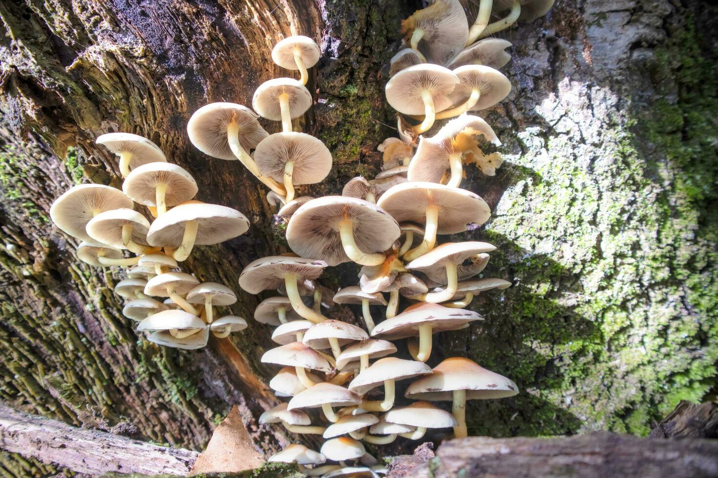 verscheidenheid van kreupelhout champignons foto