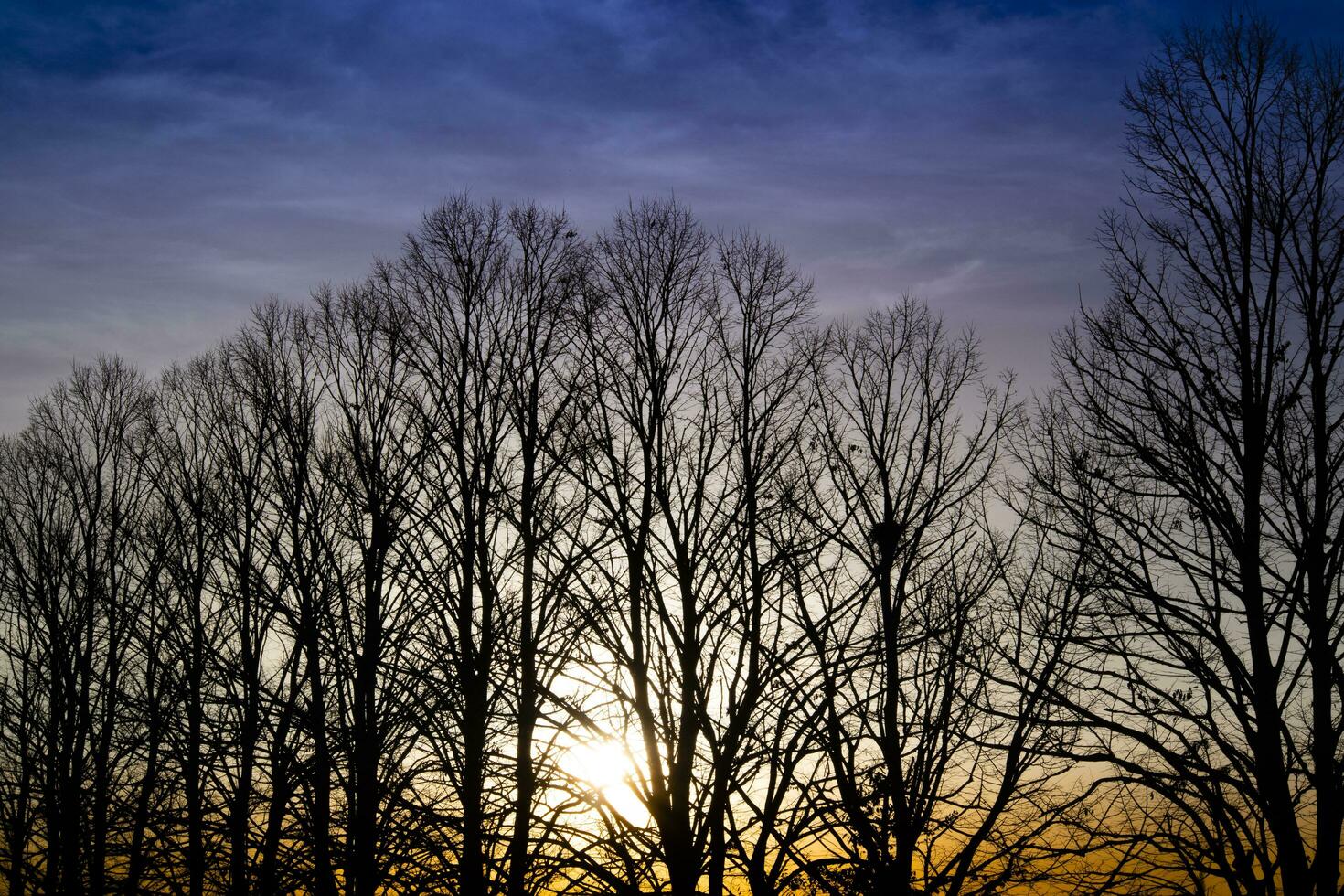 zonsondergang over- een rij van winter bomen foto