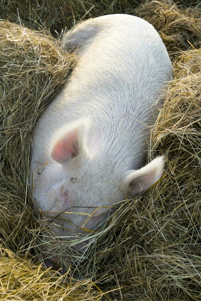 de rust uit van een varken in de rietje bed foto