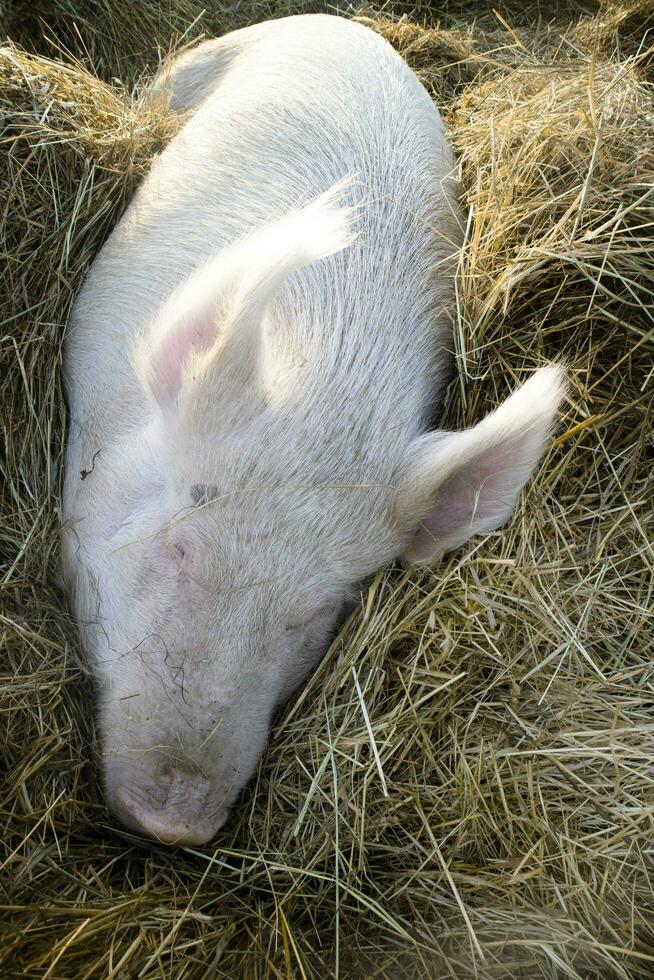 de rust uit van een varken in de rietje bed foto